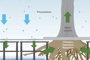 Silva Cell Tree + Stormwater Management System
