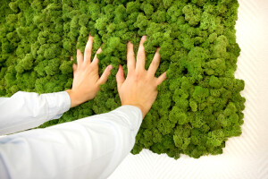 Evergreen - Natural moss-walls