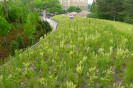 Brooklyn Botanic Garden Visitor Center