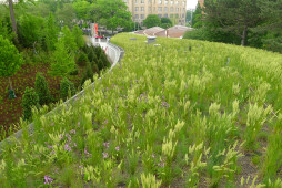 Living Roof & Public Landscape - Brooklyn Botanic Garden Visitor Center