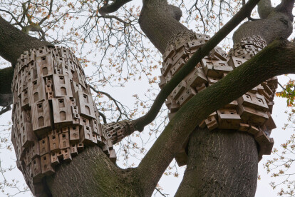 Spontaneous City in the Tree of Heaven