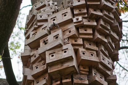 Spontaneous City in the Tree of Heaven