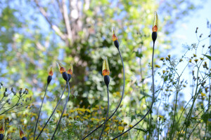 Epiphyte collection