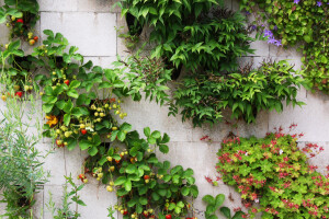 THE AFFORDABLE GREEN WALL SYSTEM