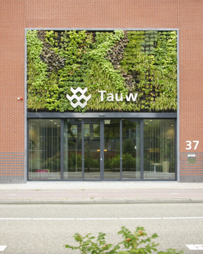 Tauw