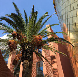 UAE Pavilion Milan Expo