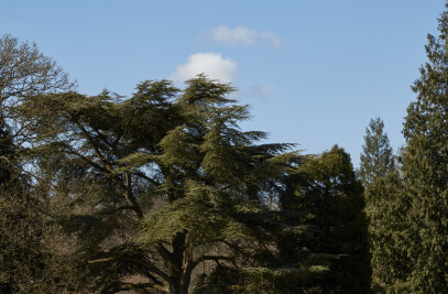 Westonbirt treetop walkway