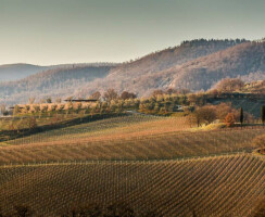 Bulgari Winery in Southern Tuscany