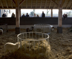 Sheepfold Balloo