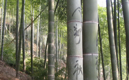moso bamboo poles