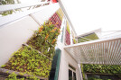 Green walls reduce heat transfer from the building envelope into the interior