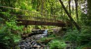 Forest Park Bridges
