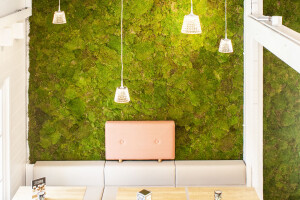 Green Wall with 100% natural mummy-moss