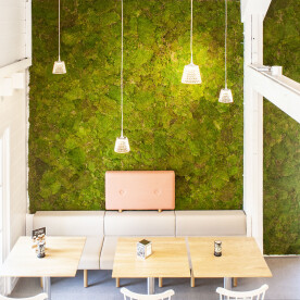 Sound-absorbing Green Wall with 100% natural mummy-moss