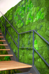 Vertical garden Basic Moss