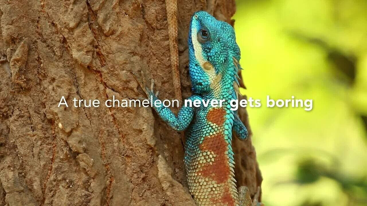 Discover Rockpanel Chameleon