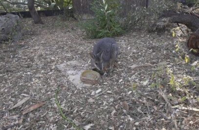 Taronga Zoo Wildlife Retreat