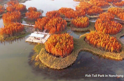 A Floating Forest: Fish Tail Park in Nanchang City