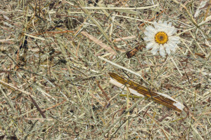 WILDSPITZE MARGERITTA