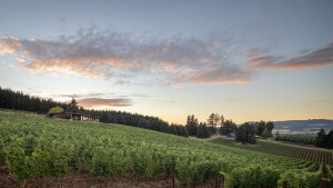 Big Fir Vineyard