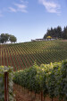 The newly planted vineyard deeply informed the design of the house.