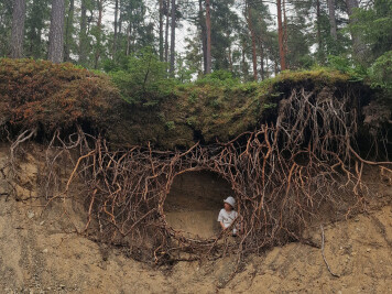 Root Hut