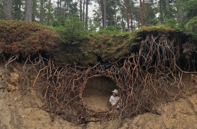 Root Hut