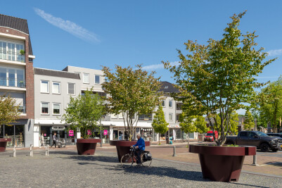 Trees in containers